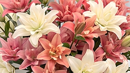 img003951.jpg