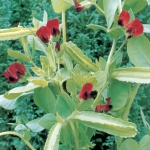ASPARAGUS PEA
