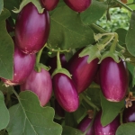 AUBERGINE SUMATRA F1