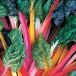 SWISS CHARD BRIGHT LIGHTS