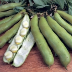 BROAD BEAN AQUADULCE CLAUDIA