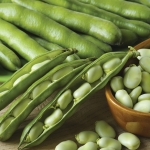 BROAD BEAN STATISSA