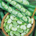 BROAD BEAN MASTERPIECE GREEN LONGPOD
