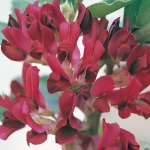 BROAD BEAN CRIMSON FLOWERED