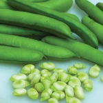BROAD BEAN WITKIEM MAJOR