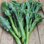 BROCCOLI DELISTEM GREEN F1