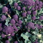 BROCCOLI EARLY PURPLE SPROUTING RED
