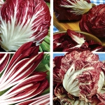 CHICORY ITALIANO MIXED