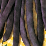 CLIMBING BEAN TRIONFO VIOLETTA COSSE