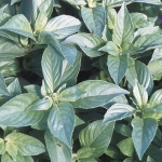 BASIL MRS BURN'S LEMON