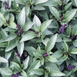 BASIL THAI