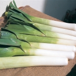 LEEK OARSMAN F1