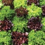 LETTUCE MULTI LEAF MIXED
