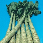 CELTUCE