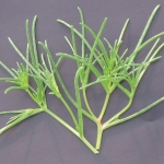 SALSOLA KOMAROVII OKAHIJIKI