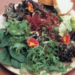 SALAD TUSCANY II BABY LEAVES