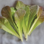 SALAD BABY LEAF LETTUCE ROMANA ROSSA