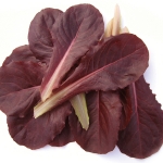 SALAD BABY LEAF LETTUCE RED COS