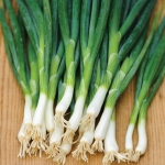 ONION SLENDER STAR BUNCHING