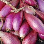 ONION LONG RED FLORENCE