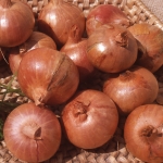 SHALLOT MATADOR F1