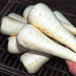PARSNIP GLADIATOR F1