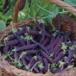PURPLE PODDED PEA DESIREE