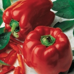 PEPPER RED STAR F1