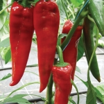 PEPPER DIABLO F1