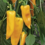 PEPPER PALLADIO F1