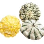 SQUASH PATTISON STRIPED MIXED