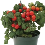 TOMATO SWEET 'N' NEAT CHERRY RED