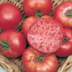 TOMATO HALLADAY'S MORTGAGE LIFTER