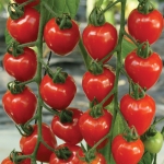 TOMATOBERRY GARDEN F1