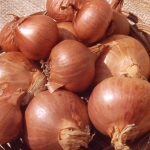 SHALLOT OUDDORPSE BRUINE