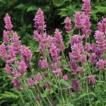 AGASTACHE ARCADO PINK