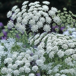 AMMI MAJUS GRACELAND