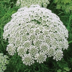 AMMI VISNAGA CASABLANCA