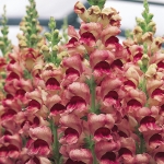 ANTIRRHINUM OPUS PLUM BLOSSOM F1