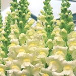 ANTIRRHINUM OPUS IVORY QUEEN F1