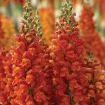 ANTIRRHINUM OVERTURE DEEP ORANGE F1