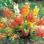 ANTIRRHINUM CHANTILLY MIXED F1