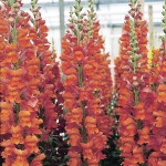 ANTIRRHINUM ELEGANCE BRONZE F1
