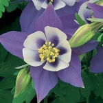 AQUILEGIA ORIGAMI BLUE AND WHITE F1