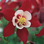 AQUILEGIA ORIGAMI RED AND WHITE F1