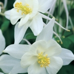 AQUILEGIA ORIGAMI WHITE F1