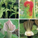 ARISAEMA SPECIES MIXED