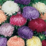 ASTER LADY CORAL MIXED