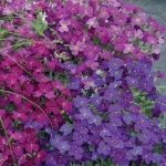 AUBRETIA AUDREY PURPLE RED SHADES F1