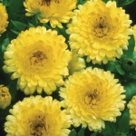 CALENDULA LEMON BONBONS